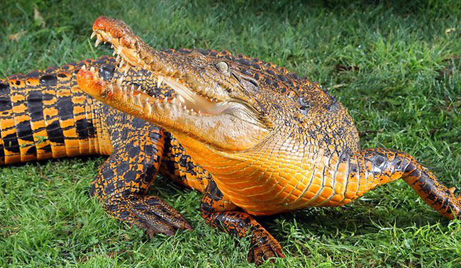 Snappy Attack Crocodile Turns Bright Orange