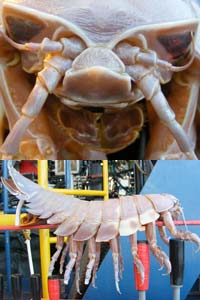 sea monster bug isopod submarine robot