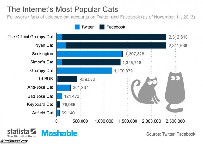 The Internet's Most Popular Cats