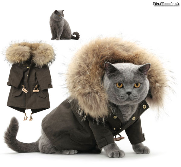 viral cats in cute outfits