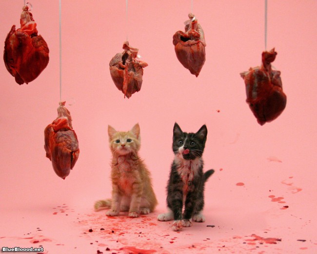 hearts and kitties