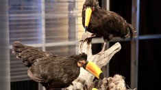 Immortalized on AMC, Competitive Taxidermy Reality Show