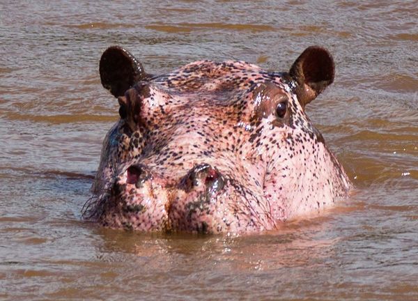 rare pink hippopotamus pinkopotamus head