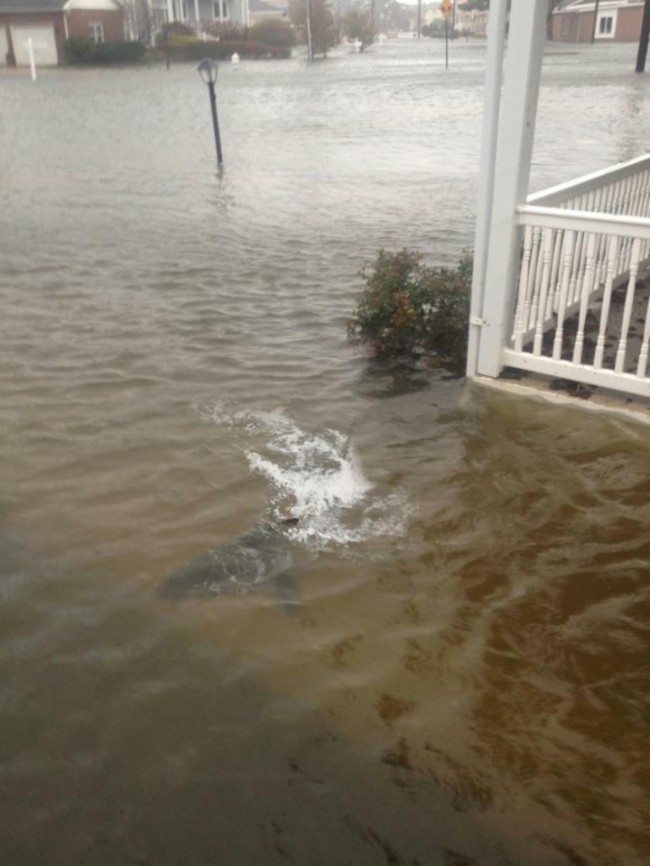 shark new jersey hurricane sandy