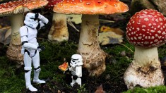 stormtroopers in wonderland alice star wars