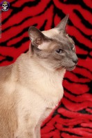 Blue Blood Serena Toxicat Claws https://www.blueblood.net/gallery/serena-toxicat-claws/th_serena-gown12.jpg