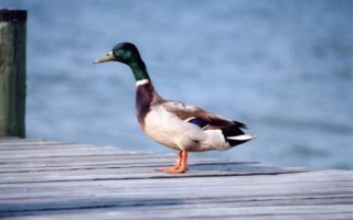 Duck Duck Homosexual Necrophilia