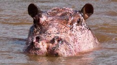 Rare Pink Hippo Leucism