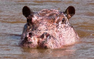 Rare Pink Hippo Leucism
